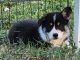 Pembroke Welsh Corgi Puppies for sale in Dunbar, NE 68346, USA. price: $1,000