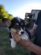 Pembroke Welsh Corgi Puppies for sale in Surprise, AZ, USA. price: NA