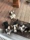 Pembroke Welsh Corgi Puppies for sale in Peyton, CO 80831, USA. price: NA