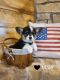Pembroke Welsh Corgi Puppies for sale in Jacksonville, TX 75766, USA. price: $900