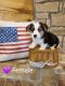 Pembroke Welsh Corgi Puppies for sale in Jacksonville, TX 75766, USA. price: NA