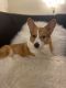 Pembroke Welsh Corgi Puppies for sale in McDonogh, MD 21133, USA. price: $1,500