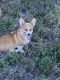 Pembroke Welsh Corgi Puppies for sale in Jordan Valley, OR 97910, USA. price: NA