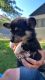 Pembroke Welsh Corgi Puppies for sale in Lucile, ID 83542, USA. price: $1,100