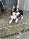 Pembroke Welsh Corgi Puppies for sale in St Peters, MO, USA. price: NA