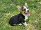 Pembroke Welsh Corgi Puppies for sale in Clark, MO 65243, USA. price: $600