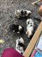 Pembroke Welsh Corgi Puppies for sale in East Stroudsburg, PA 18302, USA. price: $1,000