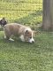 Pembroke Welsh Corgi Puppies for sale in Ash Flat, AR, USA. price: $900
