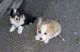 Pembroke Welsh Corgi Puppies for sale in Ellensburg, WA, USA. price: NA
