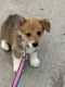 Pembroke Welsh Corgi Puppies for sale in Rigby, ID 83442, USA. price: NA