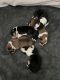 Pembroke Welsh Corgi Puppies for sale in Magnolia, TX 77354, USA. price: NA