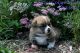 Pembroke Welsh Corgi Puppies for sale in Fair Grove, MO 65648, USA. price: NA