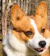 Pembroke Welsh Corgi Puppies for sale in Robbinsville, NC 28771, USA. price: $1,200