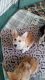 Pembroke Welsh Corgi Puppies for sale in Newberry Springs, CA 92365, USA. price: $2,000