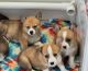 Pembroke Welsh Corgi Puppies for sale in Gates, NY, USA. price: $1,500