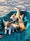 Pembroke Welsh Corgi Puppies for sale in Bloomfield, IA 52537, USA. price: $300
