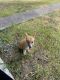 Pembroke Welsh Corgi Puppies for sale in Spring, TX 77373, USA. price: $2,500