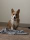 Pembroke Welsh Corgi Puppies for sale in Spring, TX 77389, USA. price: $1,600