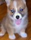 Pembroke Welsh Corgi Puppies for sale in Robbinsville, NC 28771, USA. price: $1,600