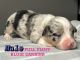 Pembroke Welsh Corgi Puppies for sale in Nashville, AR 71852, USA. price: $2,500