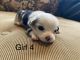 Pembroke Welsh Corgi Puppies for sale in Brandon, FL, USA. price: $3,000