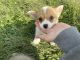 Pembroke Welsh Corgi Puppies for sale in West Bend, IA 50597, USA. price: $1,000