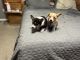 Pembroke Welsh Corgi Puppies for sale in Albertville, AL, USA. price: $1,000