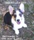 Pembroke Welsh Corgi Puppies for sale in Joplin, MO, USA. price: $1,200