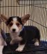 Pembroke Welsh Corgi Puppies for sale in Aguanga, CA 92536, USA. price: $750