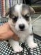 Pembroke Welsh Corgi Puppies for sale in Defiance, OH 43512, USA. price: $900