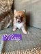 Pembroke Welsh Corgi Puppies for sale in Indianapolis, IN, USA. price: $1,500