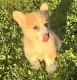 Pembroke Welsh Corgi Puppies for sale in New York, NY 10080, USA. price: $600