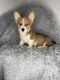 Pembroke Welsh Corgi Puppies for sale in Indianapolis, IN, USA. price: $600