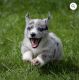 Pembroke Welsh Corgi Puppies for sale in Elkton, MD 21921, USA. price: $250