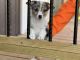 Pembroke Welsh Corgi Puppies for sale in Nashville, AR 71852, USA. price: $1,000