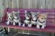 Pembroke Welsh Corgi Puppies for sale in Atlanta, GA 30339, USA. price: $300