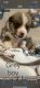 Pembroke Welsh Corgi Puppies for sale in LaFollette, TN, USA. price: $1,500