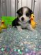 Pembroke Welsh Corgi Puppies for sale in Madison, IN, USA. price: $1,100