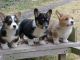 Pembroke Welsh Corgi Puppies for sale in Dubuque, IA 52001, USA. price: $500