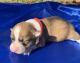 Pembroke Welsh Corgi Puppies for sale in Boones Mill, VA 24065, USA. price: $1,800