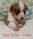 Pembroke Welsh Corgi Puppies for sale in Unicoi, TN, USA. price: NA