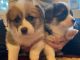Pembroke Welsh Corgi Puppies for sale in Coeur d'Alene, ID, USA. price: $1,600