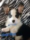 Pembroke Welsh Corgi Puppies for sale in Hesperia, CA, USA. price: $1,500