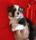 Pembroke Welsh Corgi Puppies for sale in Aguanga, CA 92536, USA. price: $1,100