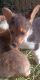Pembroke Welsh Corgi Puppies for sale in Tucson, AZ 85730, USA. price: $1,000