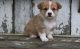 Pembroke Welsh Corgi Puppies for sale in Greenville, South Carolina. price: $550