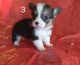 Pembroke Welsh Corgi Puppies for sale in Temecula, California. price: $700