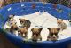 Pembroke Welsh Corgi Puppies for sale in Ardmore, OK 73401, USA. price: $1,500