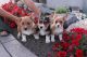 Pembroke Welsh Corgi Puppies