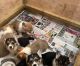 Pembroke Welsh Corgi Puppies for sale in Chicago, Illinois. price: $500